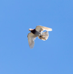 One pigeon in flight against a blue sky