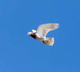 One pigeon in flight against a blue sky