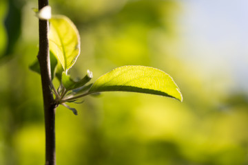green leaves on the tree in nature