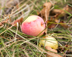 Obraz na płótnie Canvas Apples on the ground in nature