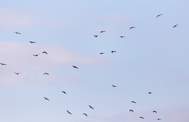 a flock of birds in the sky