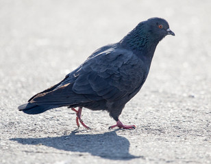portrait of pigeon on nature