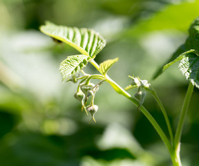 Fototapeta na wymiar young raspberry leaves in nature