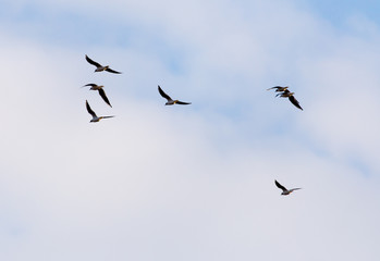 A flock of seagulls flying in the sky