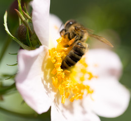 bee on a flower. macro