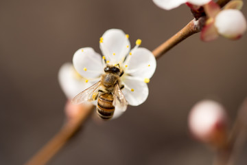 bee on a flower in the nature. macro