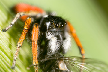 spider with a fly in nature. macro