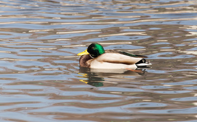 duck in the lake in nature