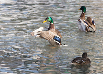 duck in the lake in nature