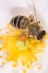 bee on a flower. macro