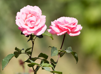 Light red rose with buds on a background of a green bush