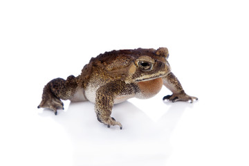 Asian common toad on white background