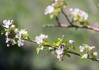 flowers on the fruit tree in nature