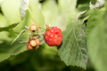 ripe raspberries on the nature
