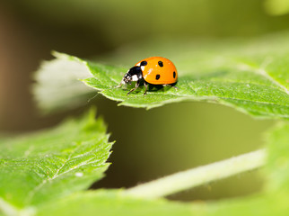 ladybug on a plant in the nature. macro