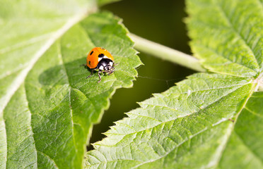 ladybug on a plant in the nature. macro