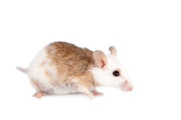 Natal multimammate mouse, mastomys natalensis, on white