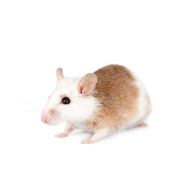 Natal multimammate mouse, mastomys natalensis, on white