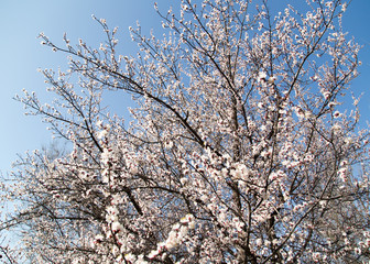 flowers on the tree against the blue sky