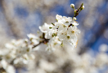 Fototapeta premium flowers on the tree against the blue sky