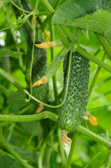 Growing cucumbers
