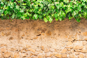 Rustikale Steinmauer mit Efeu als Hintergrund mit Textfreiraum