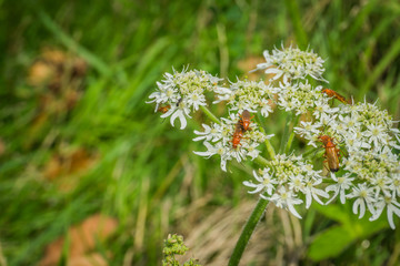 red soldier beetles on wild carrot