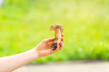 Woman hand holding eatable mushroom