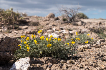 Kleine gelb blühende Pflanze in Sandlandschaft auf Teneriffa - Kanarische Inseln