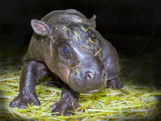 Pygmy hippo baby