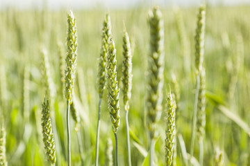 green rye, soft focus