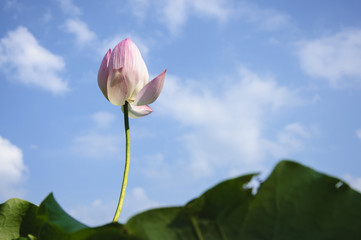 Beautiful blossoming lotus in summer