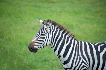 Fototapeta na wymiar Alert zebra in Serengeti grasslands of Africa