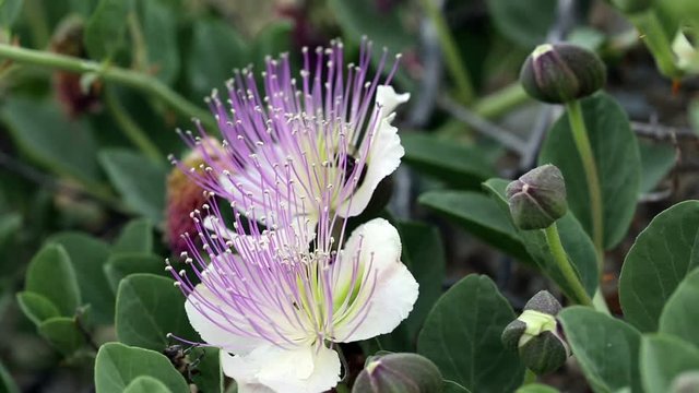 a bee on a Capparis spinosa (caper bush or Flinders rose) wild flower in nature