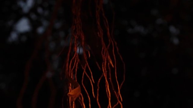 Banyan tree night roots
