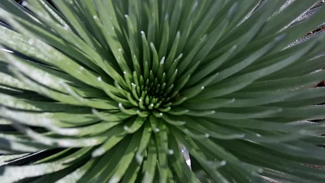 Ebdangered plant silversword