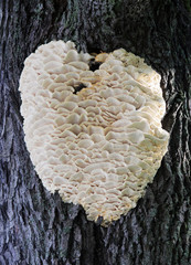 Several mushrooms are growing on tree in the forest