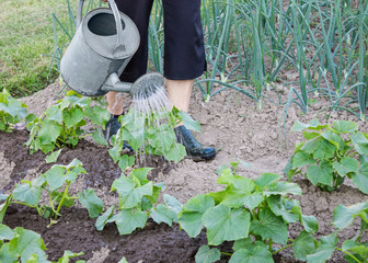 Watering plants with can