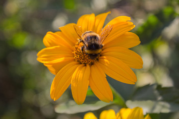 Bee pollinates a yellow flower close-up. Nature