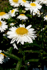 Obraz premium The summer daisy.