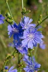 chicory (Cichorium intybus)