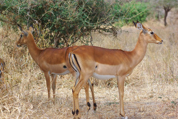 Gazelle