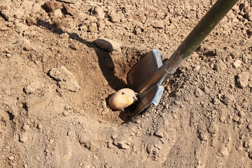 Planting potatoes