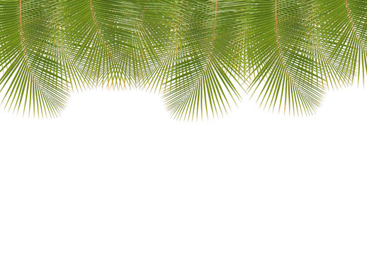Coconut leaf border isolated on white background