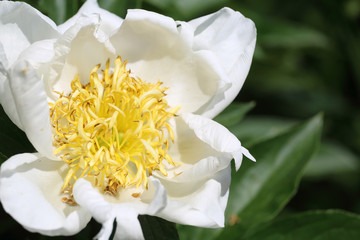 Obraz premium weiße Blüten