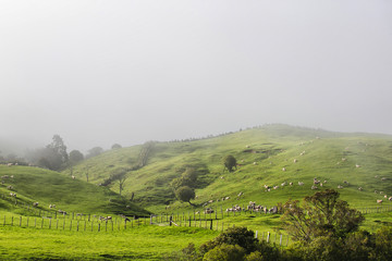 Obraz premium Early morning landscape with green grass fields and fantastic trees and fog in Iceland