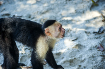Manuel Antonio National Park in Costa Rica is famous for its commuity of Capuchin Monkeys