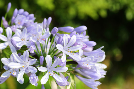 Blue African Lily (Agapanthus africanus) in Japan

