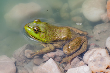 Bullfrog sitting in the water in a swamp.