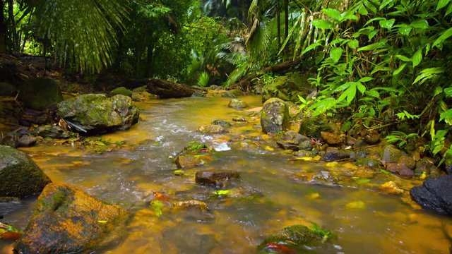 Stream in the wet tropical forest, surrounded by palm trees and other exotic plants. Video 4k with sound